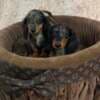 Long-haired merle-colored dwarf dachshunds photo 3