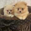 Top quality pomeranians photo 1
