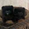 Top quality pomeranians photo 2