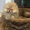 Top quality pomeranians photo 3