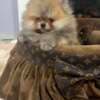 Top quality pomeranians photo 4