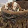 Dwarf Shorthair Dachshunds Extra Mini photo 1