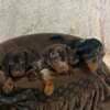Dwarf Shorthair Dachshunds Extra Mini photo 2