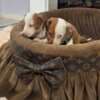 Dwarf Shorthair Dachshunds Extra Mini photo 3
