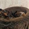 Dwarf Shorthair Dachshunds Extra Mini photo 4