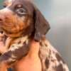 Dwarf Shorthair Dachshunds Extra Mini photo 5