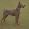 ckc doberman pinscher pups photo 2