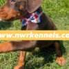 ckc doberman pinscher pups photo 3