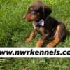 ckc doberman pinscher pups photo 4