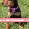 ckc doberman pinscher pups photo 5