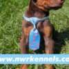 ckc doberman pinscher pups photo 1