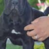 Cane Corso, top quality puppies photo 1
