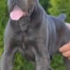 Cane Corso, top quality puppies photo 2