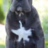 Cane Corso, top quality puppies photo 3