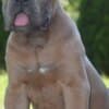 Cane Corso, top quality puppies photo 4