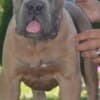 Cane Corso, top quality puppies photo 5