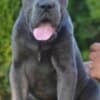 Cane Corso, top quality puppies photo 6