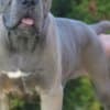 Cane Corso, top quality puppies photo 7