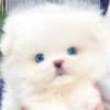 Beautiful Pomeranian puppy photo 1