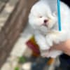 Beautiful Pomeranian puppy photo 2