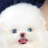 Beautiful Pomeranian puppy photo 4