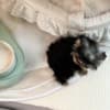 Yorkshire puppies photo 1