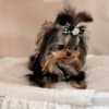 Yorkshire puppies photo 2