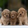 Toy Poodle – Puppies photo 1