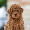 Toy Poodle – Puppies photo 2