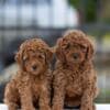 Toy Poodle – Puppies photo 3
