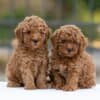 Toy Poodle – Puppies photo 4