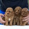 Toy Poodle – Puppies photo 5