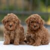 Toy Poodle – Puppies photo 6