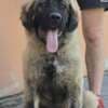 Caucasian shepherd top quality puppies photo 1
