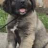 Caucasian shepherd top quality puppies photo 2