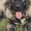 Caucasian shepherd top quality puppies photo 3