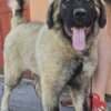 Caucasian shepherd top quality puppies photo 4