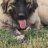 Caucasian shepherd top quality puppies photo 5