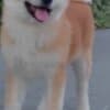 Akita Inu – Beautiful FCI Puppies photo 1
