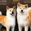 Akita Inu – Beautiful FCI Puppies photo 2