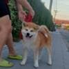 Akita Inu – Beautiful FCI Puppies photo 3