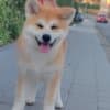Akita Inu – Beautiful FCI Puppies photo 4