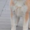 Akita Inu – Beautiful FCI Puppies photo 5
