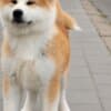 Akita Inu – Beautiful FCI Puppies photo 6