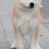 Akita Inu – Beautiful FCI Puppies photo 7