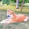 Akita Inu – Beautiful FCI Puppies photo 8
