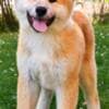 Akita Inu – Beautiful FCI Puppies photo 9