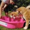 Akita Inu – Beautiful FCI Puppies photo 10