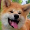 Akita Inu – Beautiful FCI Puppies photo 11