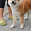 Akita Inu – Beautiful FCI Puppies photo 12